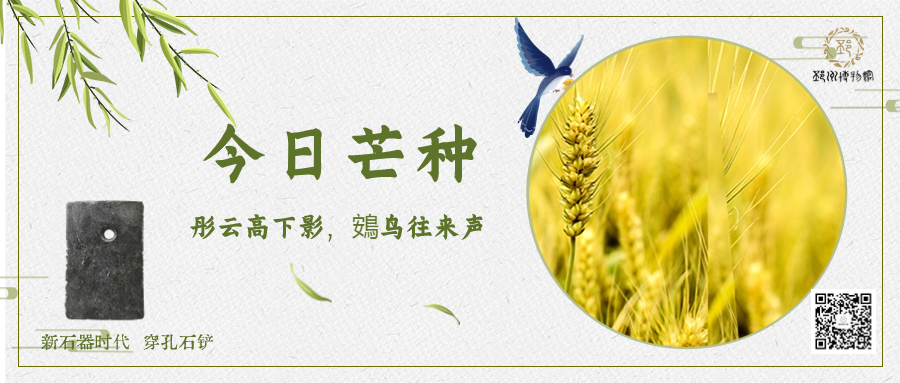 【邳博大课堂】二十四节气 · 芒种